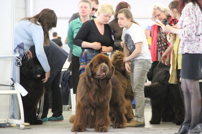 Фото: ньюфаундленд Aquatoriya Kelvin Reds Begin and Win (Акватория Келвин Редс Бегин энд Вин)