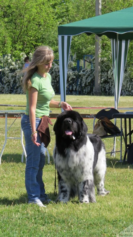 Фото: ньюфаундленд Plyushevaya Panda Stil'-Sankt-Peterburga (Плюшевая Панда Стиль-Санкт-Петербурга)