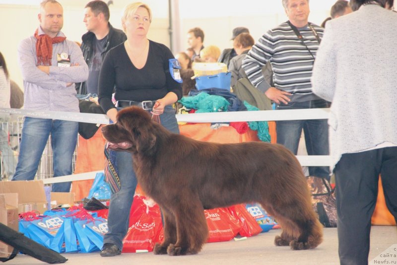 Фото: ньюфаундленд Aquatoriya Kelvin Reds Begin and Win (Акватория Келвин Редс Бегин энд Вин)