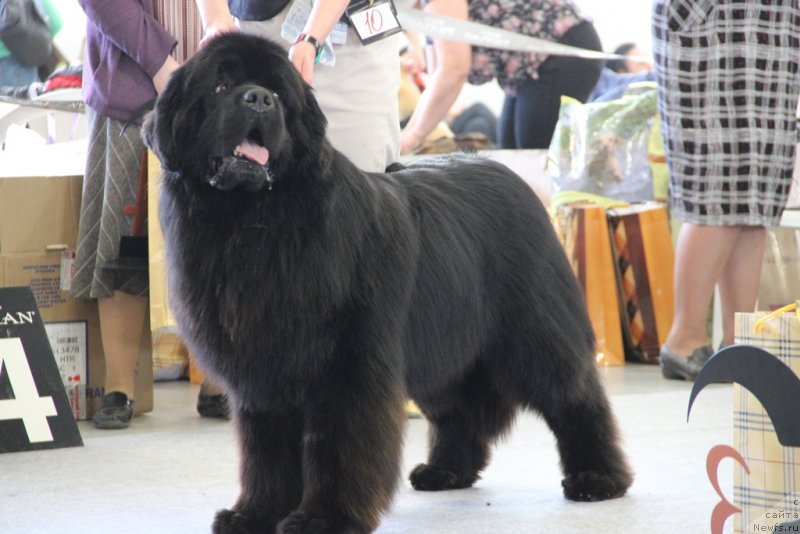 Фото: ньюфаундленд Aquatoriya Kelvin Nobel (Акватория Келвин Нобель)