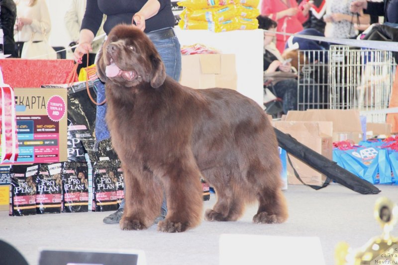 Фото: ньюфаундленд Aquatoriya Kelvin Reds Begin and Win (Акватория Келвин Редс Бегин энд Вин)