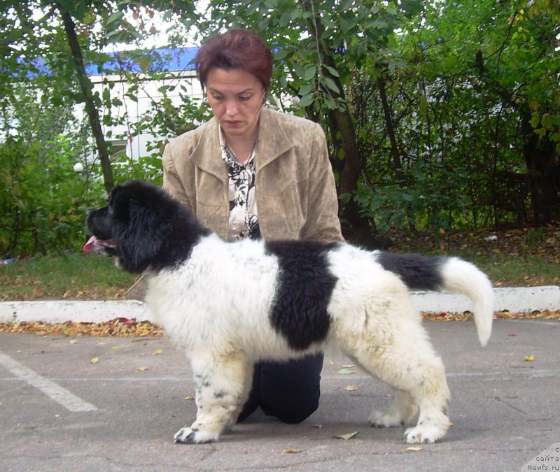 Фото: ньюфаундленд Velyke Malyatko Bystrin' Spivucha (Velyke Malyatko Bystrin' Spivucha)