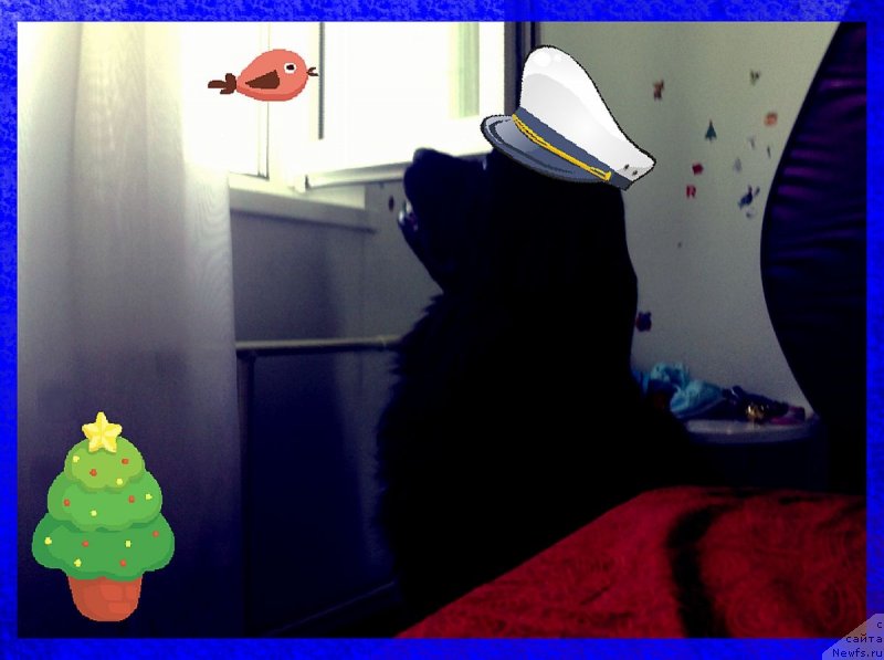 Фото: ньюфаундленд Van Len Taym Older (Ван Лен Тайм Олдер)