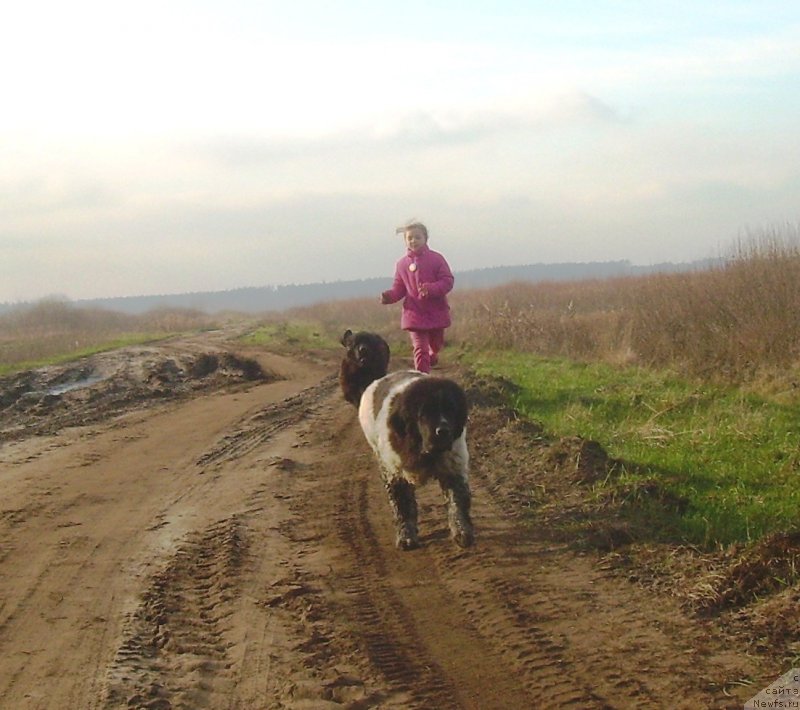 Фото: ньюфаундленд Velyke Malyatko Bystrin' Spivucha (Velyke Malyatko Bystrin' Spivucha)