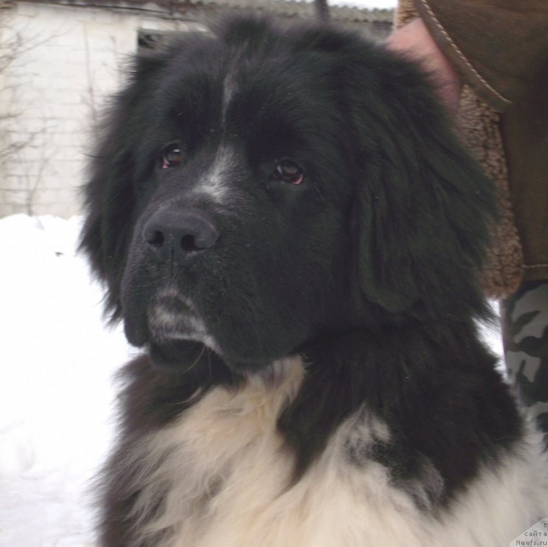 Фотография № 125239