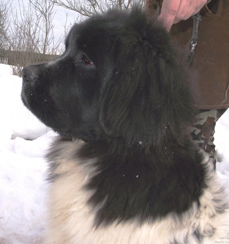 Фото: ньюфаундленд Velyke Malyatko Bystrin' Spivucha (Velyke Malyatko Bystrin' Spivucha)