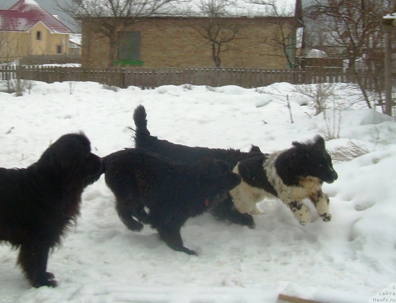 Фото: ньюфаундленд Velyke Malyatko Bystrin' Spivucha (Velyke Malyatko Bystrin' Spivucha)