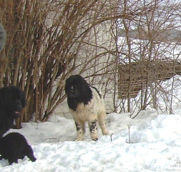 Фото: ньюфаундленд Velyke Malyatko Bystrin' Spivucha (Velyke Malyatko Bystrin' Spivucha)