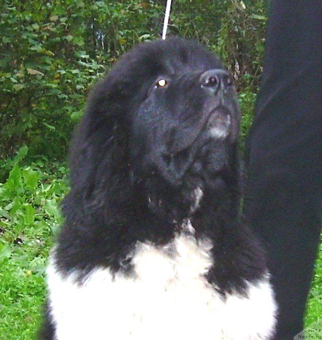 Фото: ньюфаундленд Velyke Malyatko Berestyanyj Blyuz