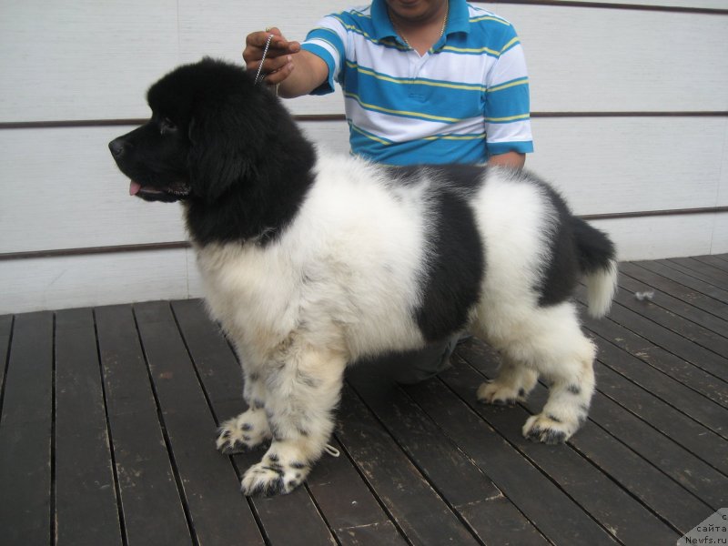 Фото: ньюфаундленд Velyke Malyatko Bard Udachi (Velyke Malyatko Bard Udachi)