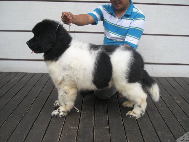 Фото: ньюфаундленд Velyke Malyatko Bard Udachi (Velyke Malyatko Bard Udachi)