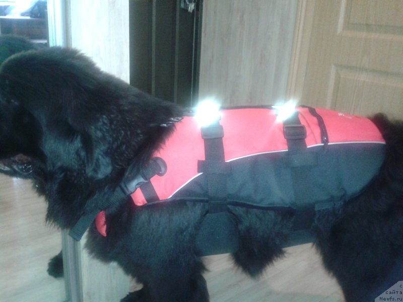 Фото: ньюфаундленд Super Premium Merlin Monro (Супер Премиум Мерлин Монро)