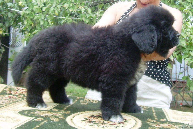 Фото: ньюфаундленд Velyke Malyatko Bravo Natalka