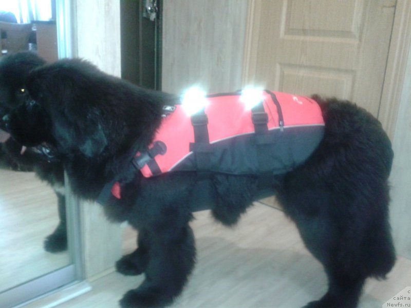 Фото: ньюфаундленд Super Premium Merlin Monro (Супер Премиум Мерлин Монро)