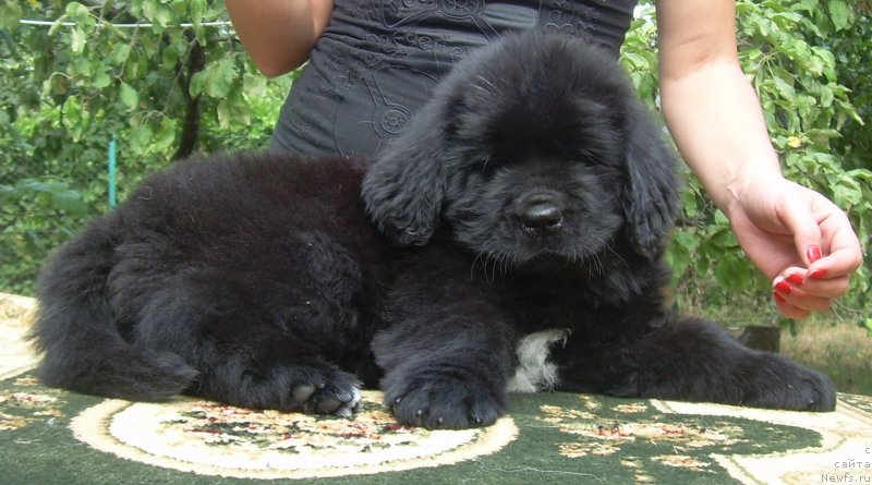 Фото: ньюфаундленд Velyke Malyatko Bogems'ka Rapsodiya