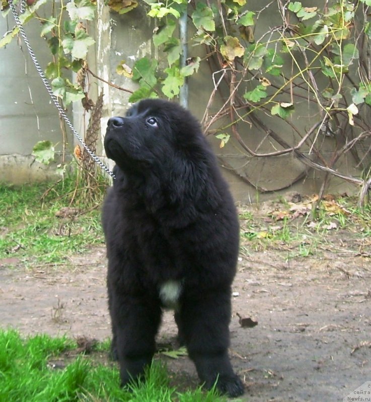 Фото: ньюфаундленд Velyke Malyatko Bogems'ka Rapsodiya