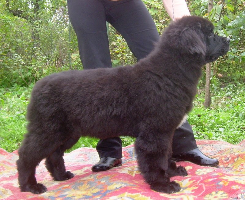 Фото: ньюфаундленд Velyke Malyatko Bogems'ka Rapsodiya