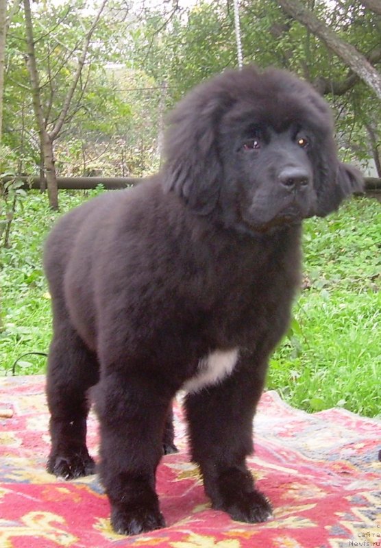 Фото: ньюфаундленд Velyke Malyatko Bogems'ka Rapsodiya