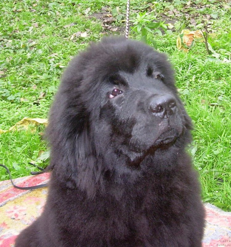 Фото: ньюфаундленд Velyke Malyatko Bogems'ka Rapsodiya