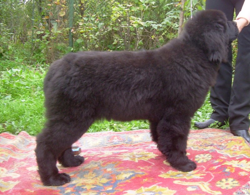 Фото: ньюфаундленд Velyke Malyatko Bogems'ka Rapsodiya