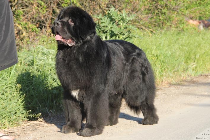 Фото: ньюфаундленд Parker s Berega Dona (Паркер с Берега Дона)