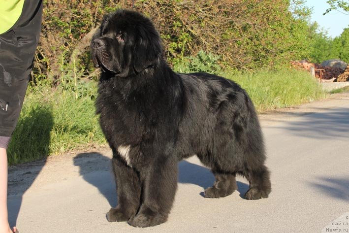 Фото: ньюфаундленд Parker s Berega Dona (Паркер с Берега Дона)