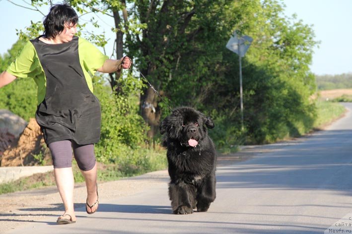 Фото: ньюфаундленд Parker s Berega Dona (Паркер с Берега Дона)