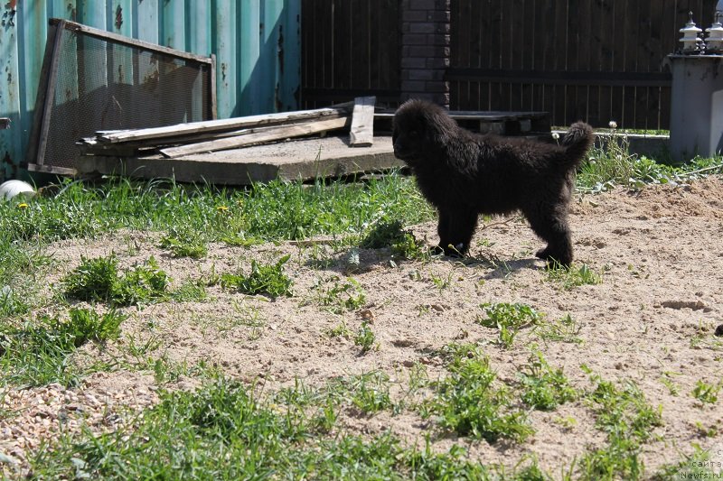 Фото: ньюфаундленд Grand Byebi Ariadna (Гранд Бэби Ариадна), щенкам  2, 5мес
