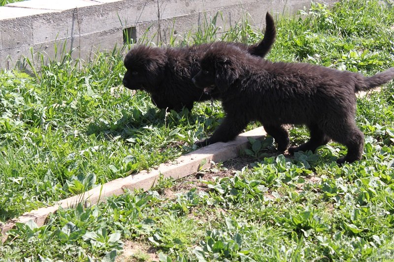 Фото: ньюфаундленд Grand Byebi Ariadna (Гранд Бэби Ариадна), щенкам 2, 5 мес