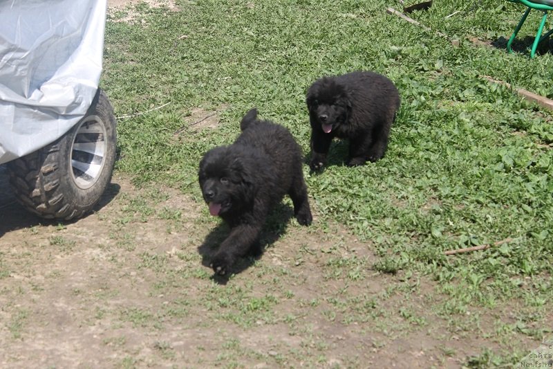 Фото: ньюфаундленд Grand Byebi Ariadna (Гранд Бэби Ариадна), щенкам 2, 5 мес