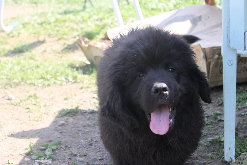 Фото: ньюфаундленд Grand Byebi Ariadna (Гранд Бэби Ариадна), щенкам 2, 5 мес