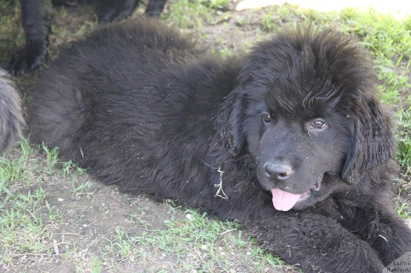 Фото: ньюфаундленд Grand Byebi Ariadna (Гранд Бэби Ариадна), щенкам 2, 5мес