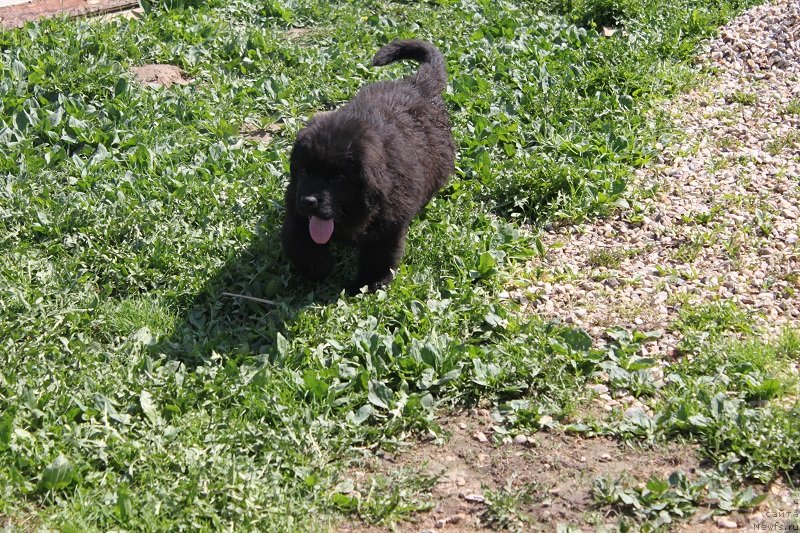 Фото: ньюфаундленд Grand Byebi Ariadna (Гранд Бэби Ариадна), щенкам 2, 5мес