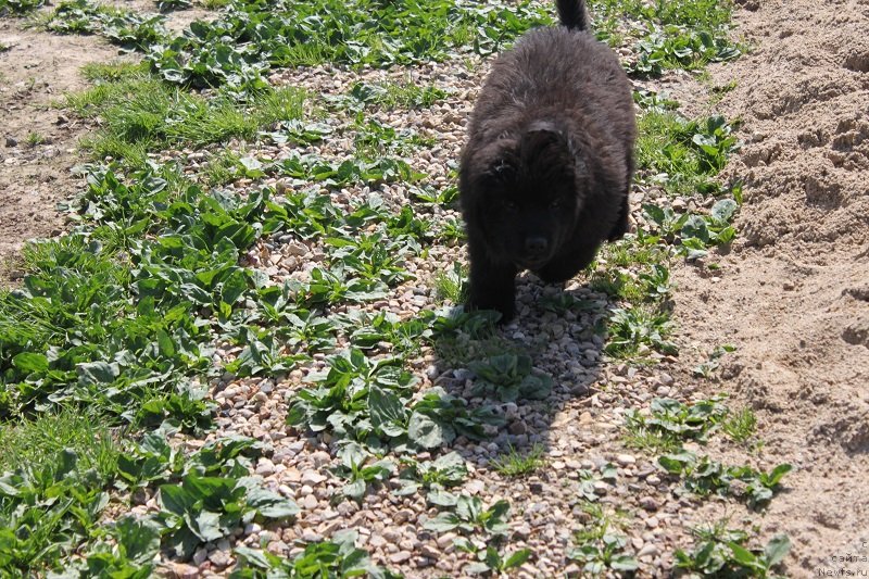 Фото: ньюфаундленд Grand Byebi Ariadna (Гранд Бэби Ариадна), щенкам  2, 5мес