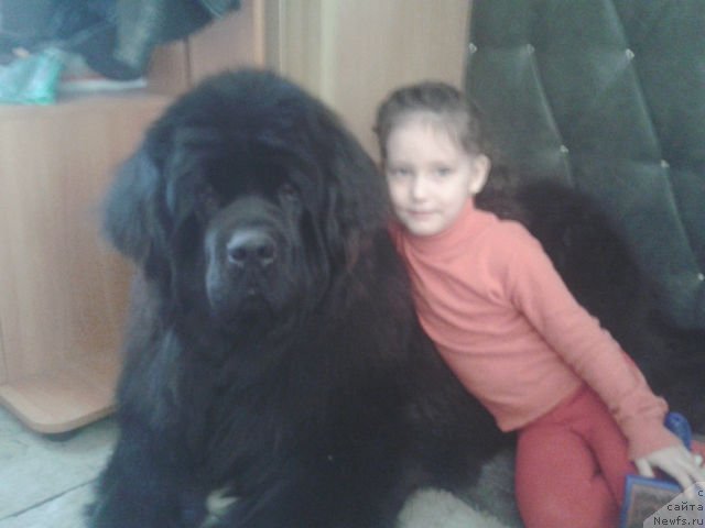 Фото: ньюфаундленд Kumir Sibiri ot Marleon Dusvik (Кумир Сибири от Марлеон Дусвик)