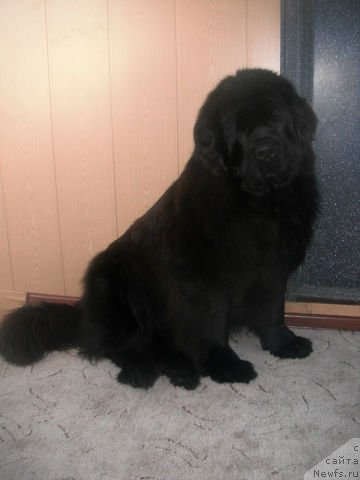 Фото: ньюфаундленд Kumir Sibiri ot Marleon Dusvik (Кумир Сибири от Марлеон Дусвик)