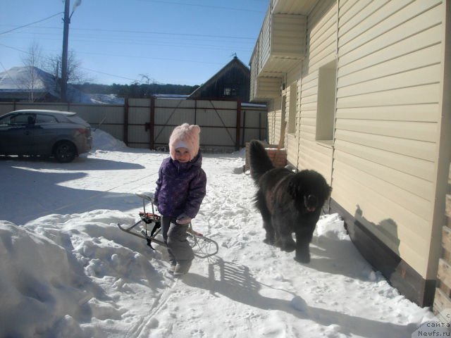 Фото: ньюфаундленд Kumir Sibiri ot Marleon Dusvik (Кумир Сибири от Марлеон Дусвик)