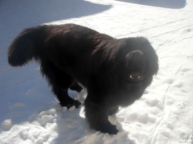 Фото: ньюфаундленд Kumir Sibiri ot Marleon Dusvik (Кумир Сибири от Марлеон Дусвик)