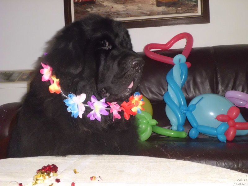 Фото: ньюфаундленд Pitern'yuf CHao-Kakao (Питерньюф Чао-Какао)