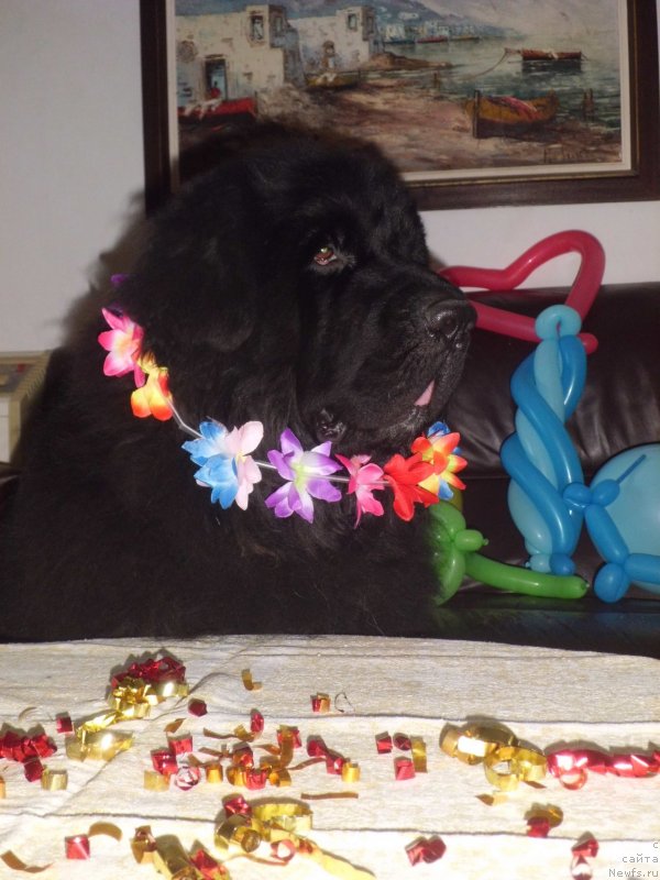 Фото: ньюфаундленд Pitern'yuf CHao-Kakao (Питерньюф Чао-Какао)