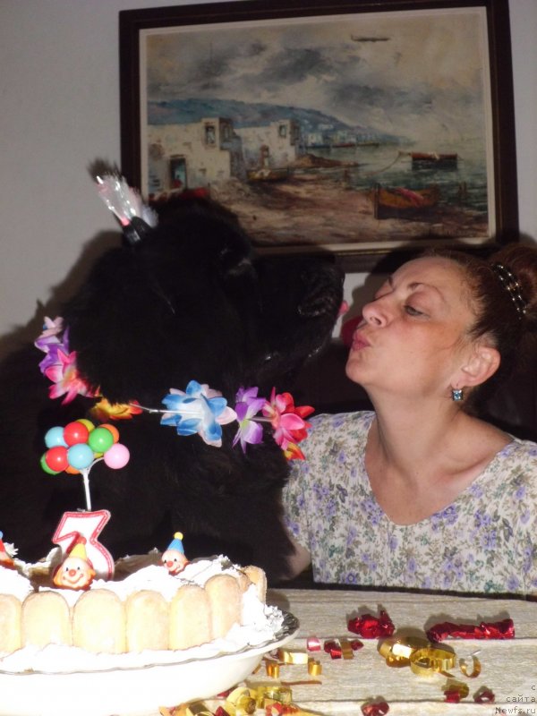 Фото: ньюфаундленд Pitern'yuf CHao-Kakao (Питерньюф Чао-Какао), Lina Troyanskaya (Лина Троянская)