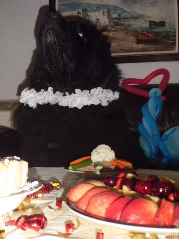 Фото: ньюфаундленд Pitern'yuf CHao-Kakao (Питерньюф Чао-Какао)