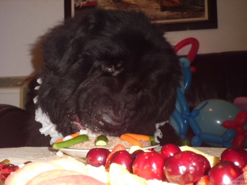 Фото: ньюфаундленд Pitern'yuf CHao-Kakao (Питерньюф Чао-Какао)