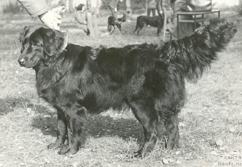 Фото: ньюфаундленд Vlada (Влада)