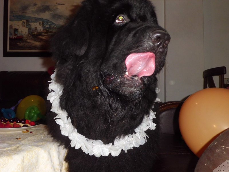 Фото: ньюфаундленд Pitern'yuf CHao-Kakao (Питерньюф Чао-Какао)