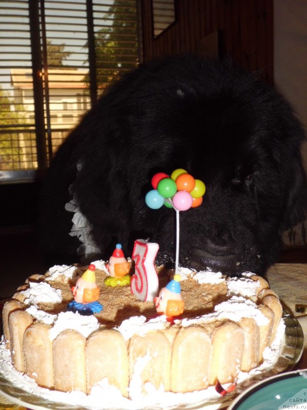 Фото: ньюфаундленд Pitern'yuf CHao-Kakao (Питерньюф Чао-Какао)