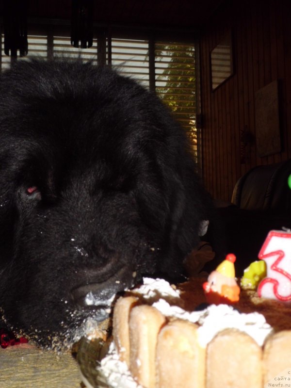 Фото: ньюфаундленд Pitern'yuf CHao-Kakao (Питерньюф Чао-Какао)