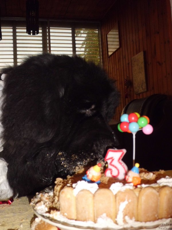 Фото: ньюфаундленд Pitern'yuf CHao-Kakao (Питерньюф Чао-Какао)