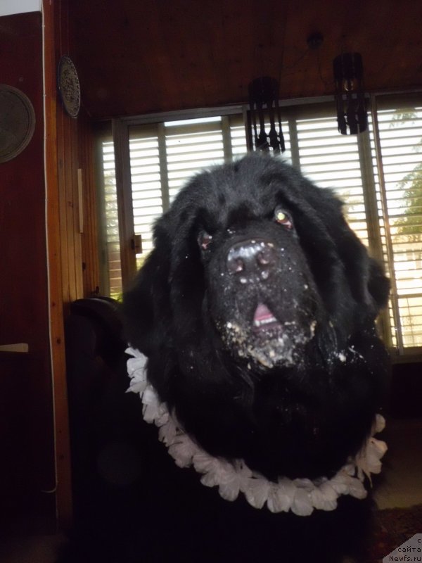Фото: ньюфаундленд Pitern'yuf CHao-Kakao (Питерньюф Чао-Какао)