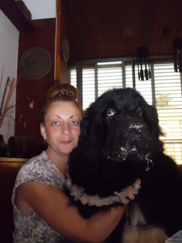 Фото: ньюфаундленд Pitern'yuf CHao-Kakao (Питерньюф Чао-Какао), Lina Troyanskaya (Лина Троянская)